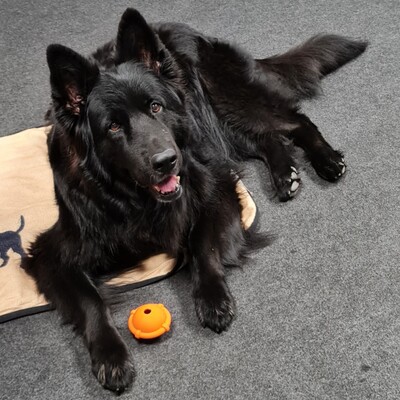 Erwartungsvoll dreinblickender Altdeutscher Schäferhund (schwarz) samt Ball (orange).