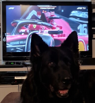 Süßer Wuff vor in der Formationlap gecrashtem Leclerc-Ferrari ...